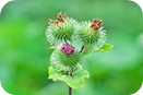 ゴボウの花、日本・オランダ